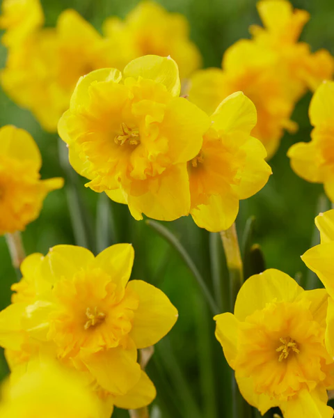 Narcis YELLOW PARROT