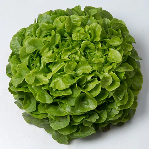Salata hrastov list VIZIR Enza Zaden Pseno